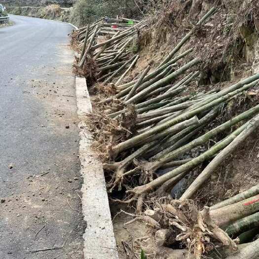 长沙青枫