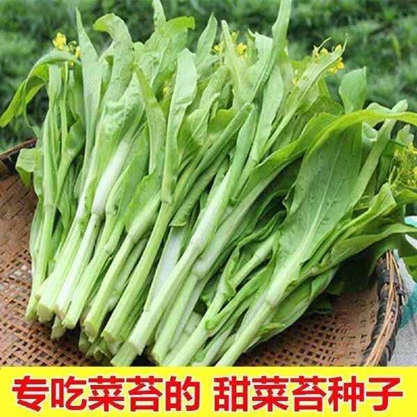 【今年新种】晚秋早熟白菜苔种香甜油菜苔秋冬季蔬菜种子