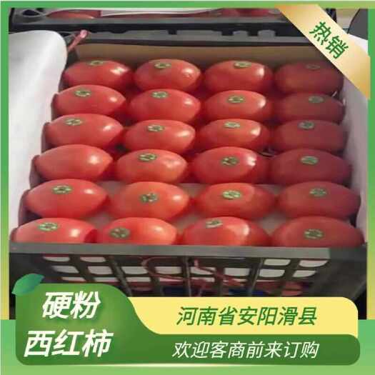 滑县硬粉西红柿  大量供应  电商  商超  市场