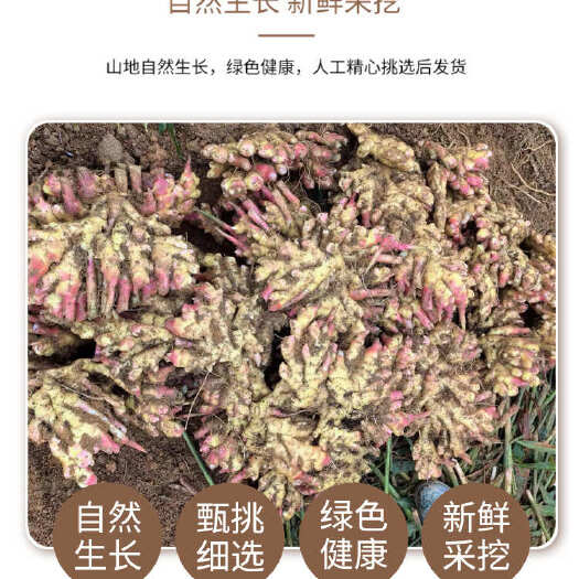 连山县小黄姜