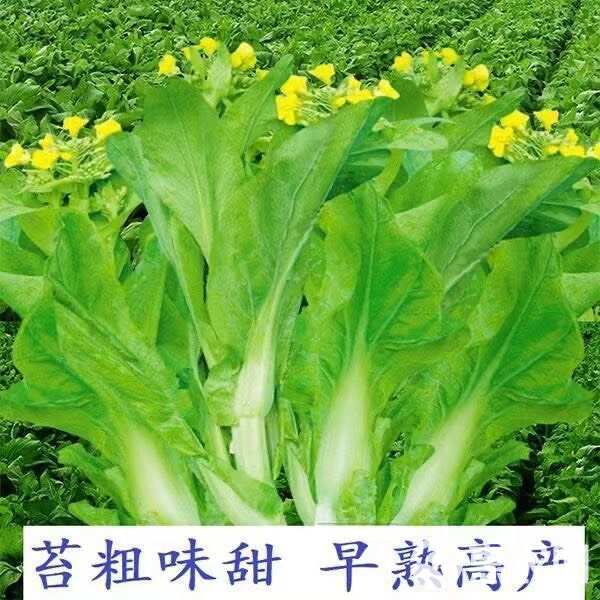 【今年新种】晚秋早熟白菜苔种香甜油菜苔秋冬季蔬菜种子