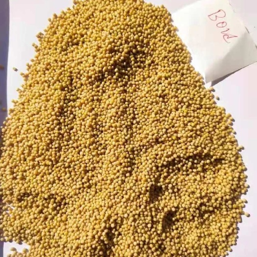 长沙白芥子