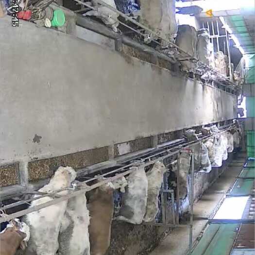 汝州市肉牛