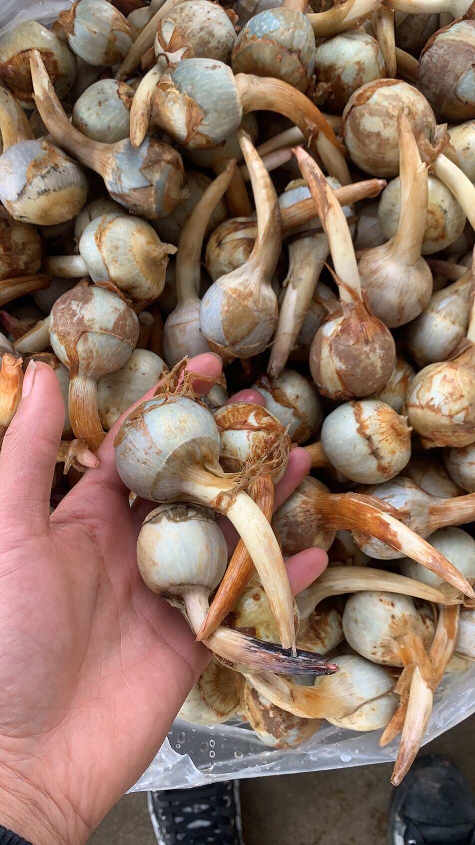 云南精品慈菇 货源稳定 场地直发全国 欢迎合作来电咨询