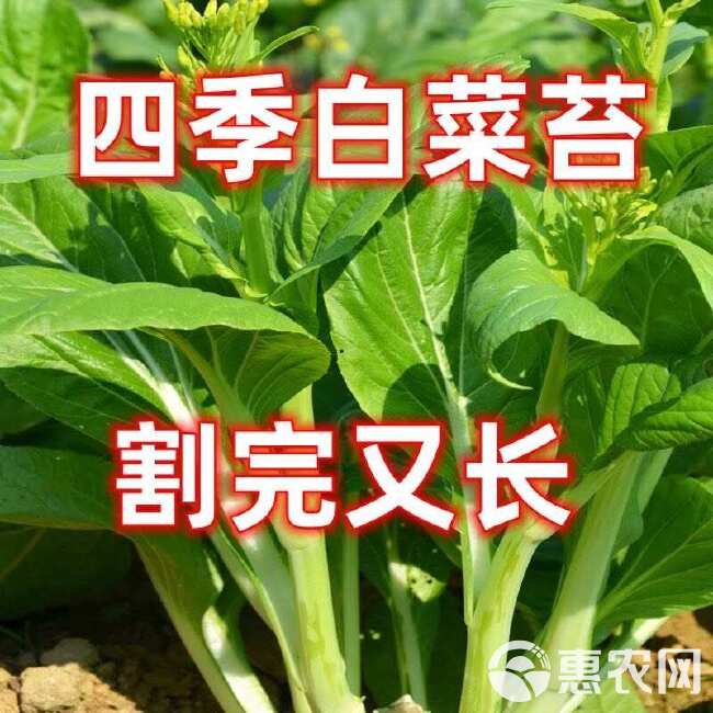 【今年新种】晚秋早熟白菜苔种香甜油菜苔秋冬季蔬菜种子