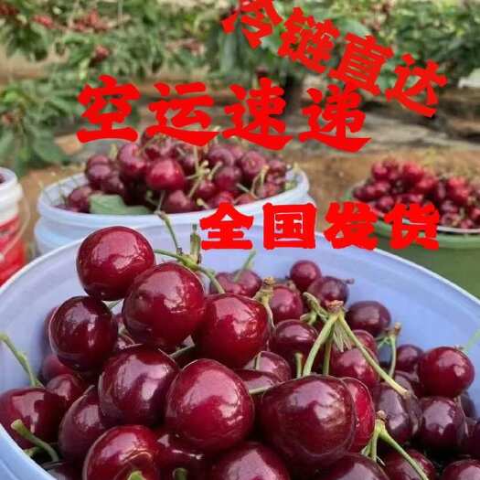 ［推荐］山东樱桃  大量供应 美早樱桃 品种多样 全国发货