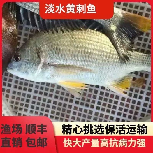 广州黄脚立鱼苗黄鳍鲷鱼苗淡化淡水养殖技术指导全国发货成品回收