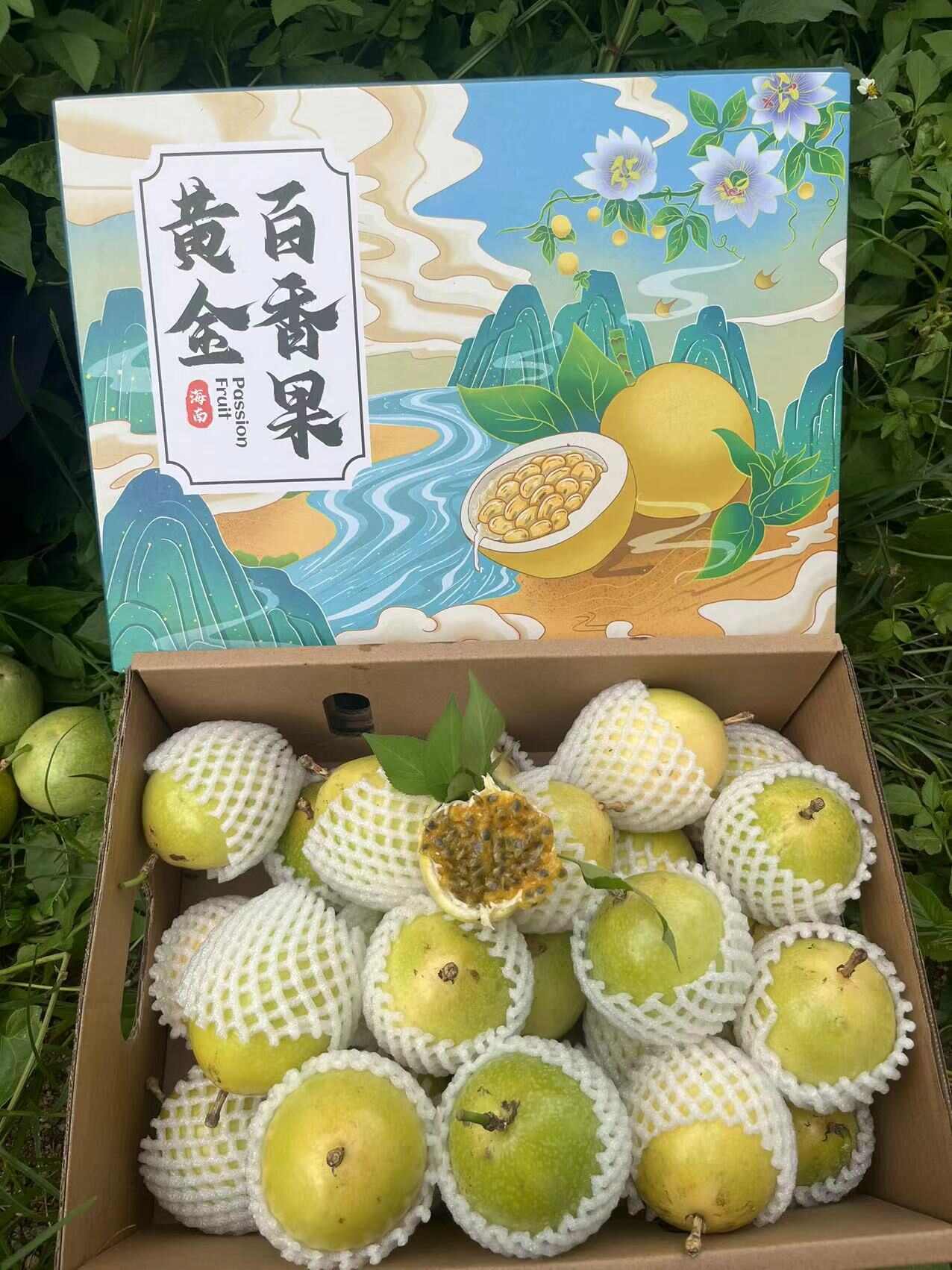 海南黄金百香果 大果钦蜜9