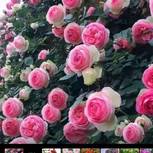 新沂市藤本月季  爬藤月季 月季花苗品种30多个蒂娜.粉龙粉达……