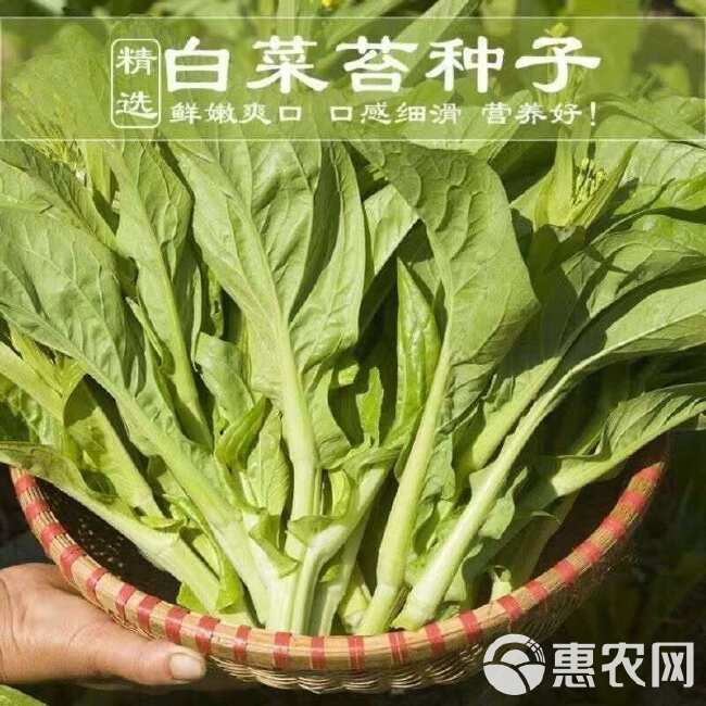 【今年新种】晚秋早熟白菜苔种香甜油菜苔秋冬季蔬菜种子