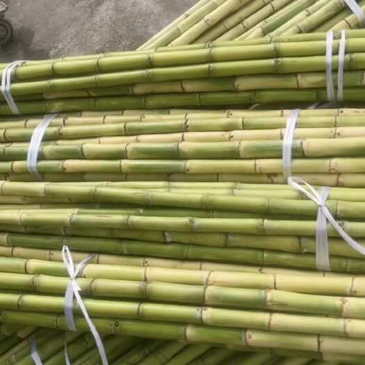 广州青皮甘蔗