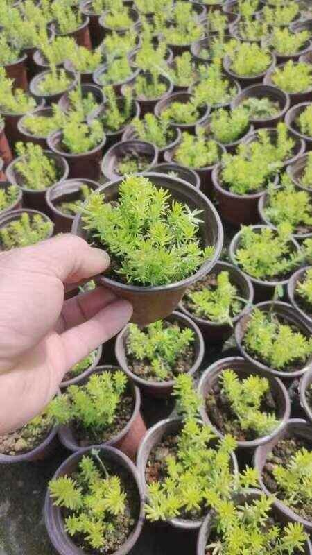 沭阳县盆栽弗甲草