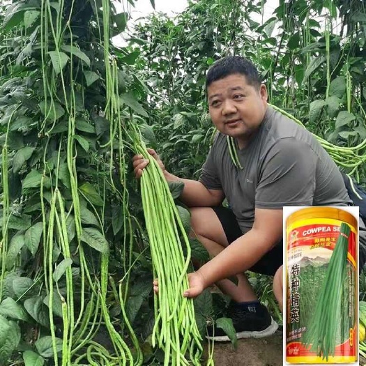 沭阳县特种精英长豆角种子耐热无筋翠绿豇豆种籽不鼓籽无鼠尾大棚露天孑