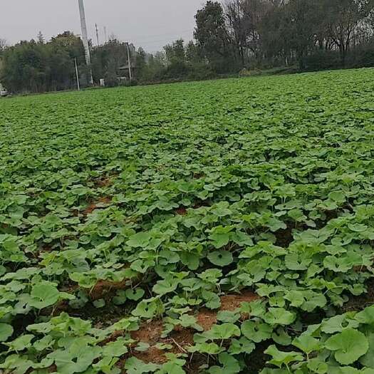 上饶蜂斗菜种苗  山露菜种子  水蕗菜根  批发价低