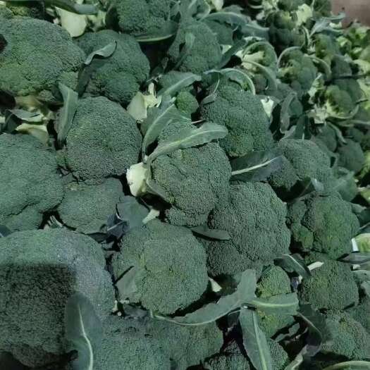 博爱县河南西兰花，优秀西兰花，基地直供。视频看货，线上保障交易。
