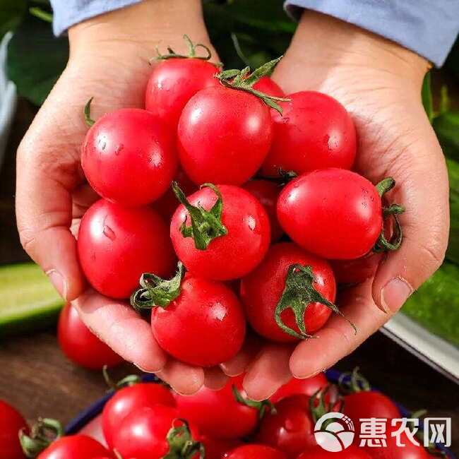 娃娃果，陕西泾阳 普罗旺斯 口感番茄，一手货源，全国发货