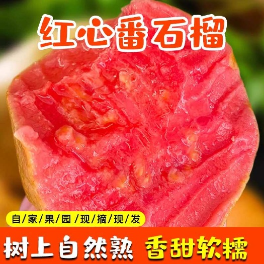 漳州红心奶油芭乐，福建漳州原产地
