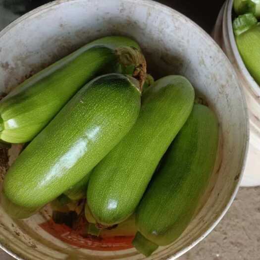  绿皮西葫芦