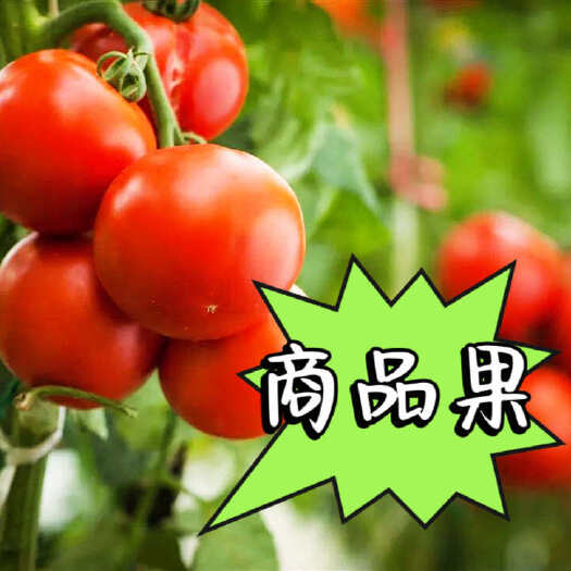 泾阳县陕西泾阳 普罗旺斯 口感番茄，一手货源，全国发货