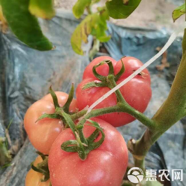 陕西泾阳 普罗旺斯 口感番茄 ，一手货源 ，全国发货