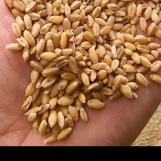 白小麦1.38-1.4