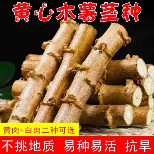 灵山县广西黄心木薯种苗供应 基地品质保证