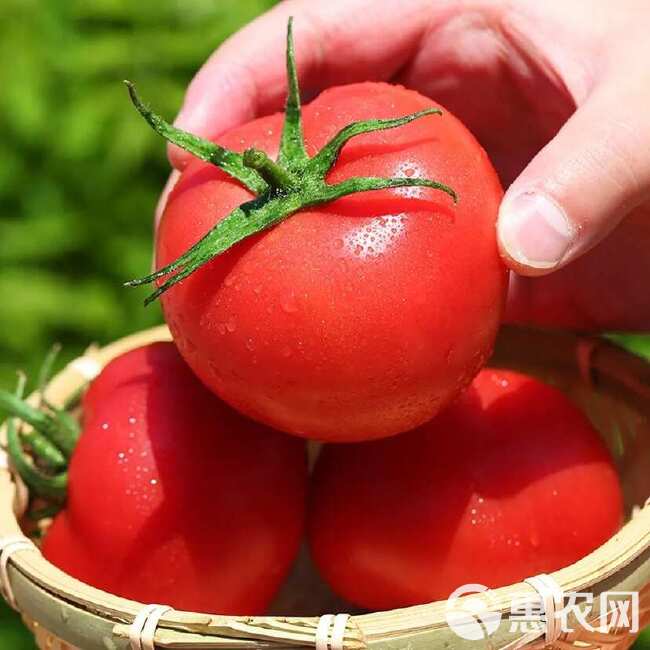 陕西泾阳 普罗旺斯 口感番茄 ，一手货源 ，全国发货