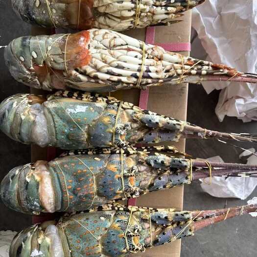重庆市干冰小青龙  干冰花龙