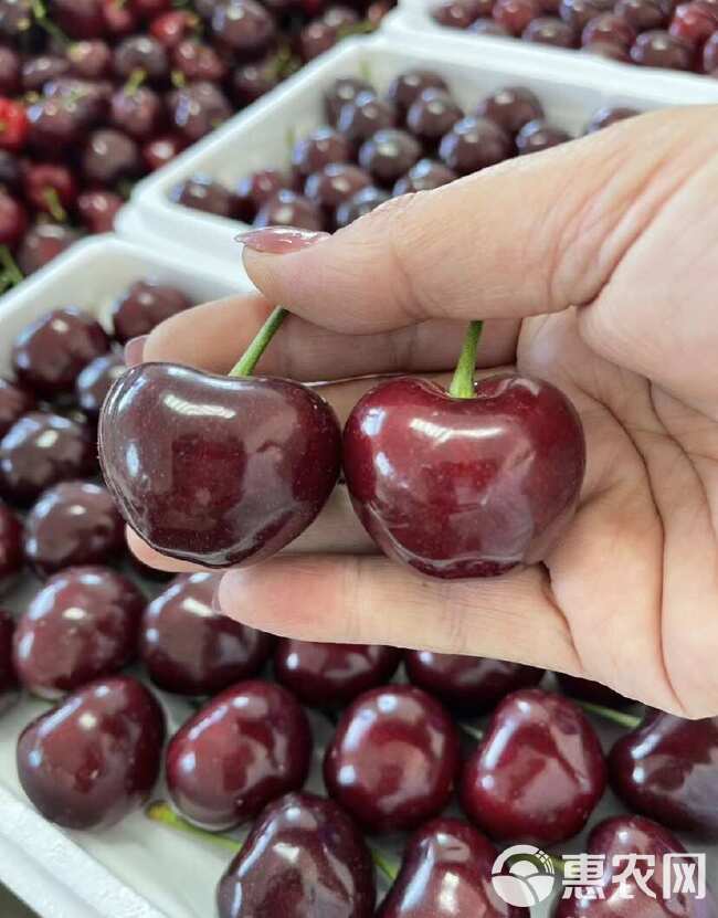 ［推荐］山东樱桃  大量供应 美早樱桃 品种多样 全国发货