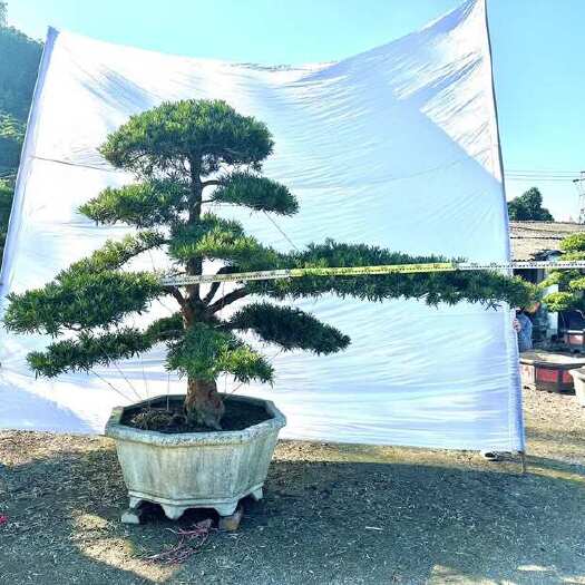 漳州罗汉松盆景别墅庭院绿化盆景造型树罗汉松老桩头盆栽罗汉松产地