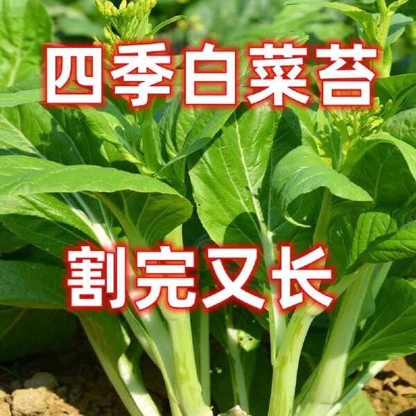 【今年新种】晚秋早熟白菜苔种香甜油菜苔秋冬季蔬菜种子