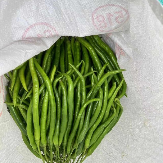灵山县广西三号八号线辣椒，新苗货，大量货源充足品质有保证欢迎各位到
