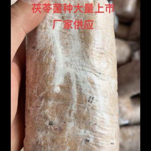 金寨县茯苓菌种，松茯苓菌种出厂价1.5元一袋