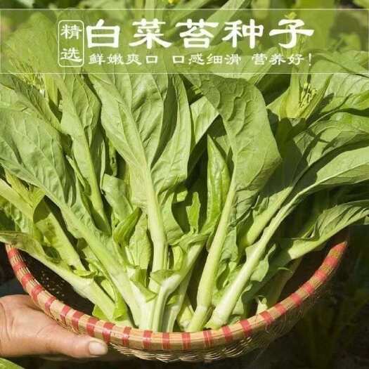 【今年新种】晚秋早熟白菜苔种香甜油菜苔秋冬季蔬菜种子