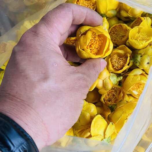 东兴市金花茶。广西特有的金花茶，批发零售