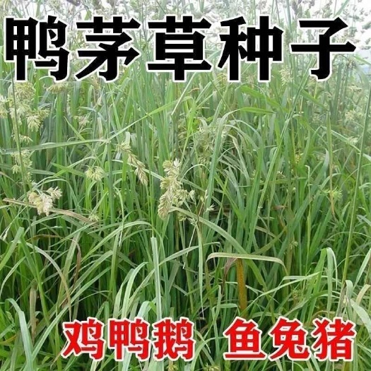 鸭茅种子耐阴耐热耐寒果园草牛羊鹅兔鱼鸡多年生牧草种子批发