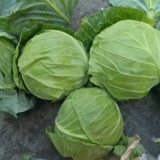 化州市包菜