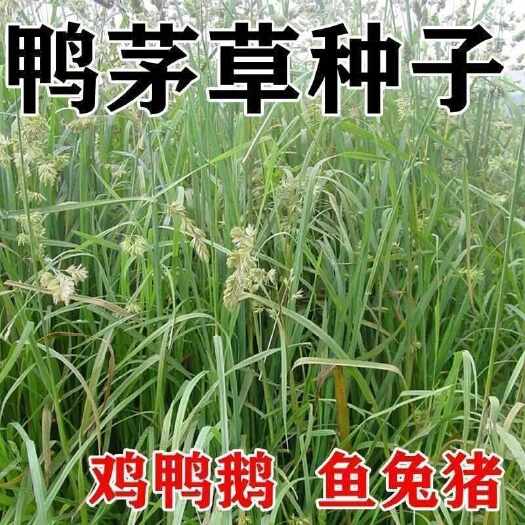 南京鸭茅种子耐阴耐寒果园草牛羊鹅兔鱼鸡多年生牧草种子鸭茅草种子