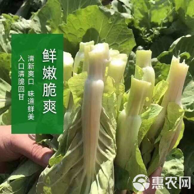 【今年新种】晚秋早熟白菜苔种香甜油菜苔秋冬季蔬菜种子