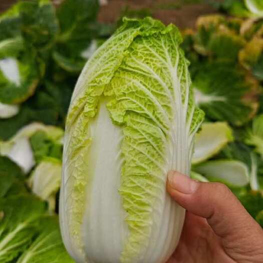  黄心大白菜