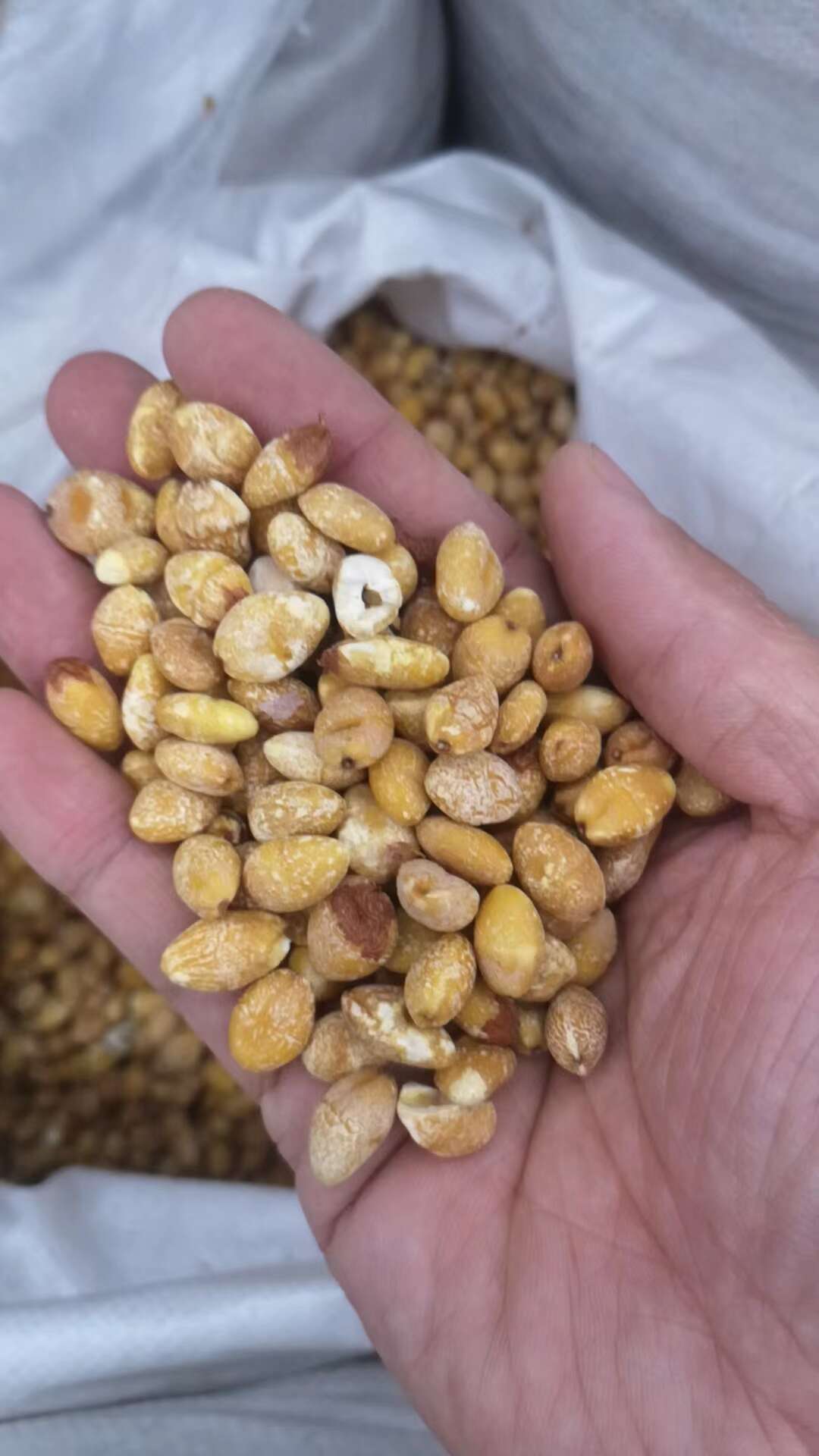 白果 白果干 白果肉【假一赔十】