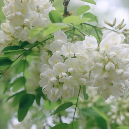  槐花