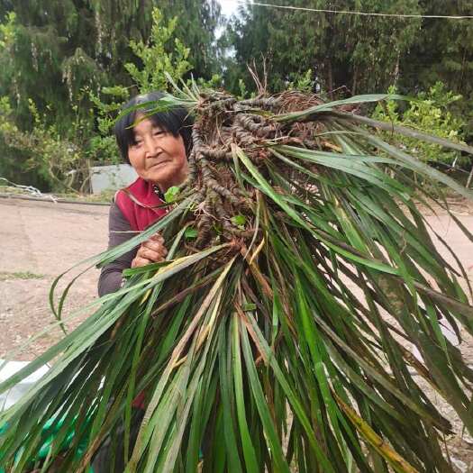 营山县石菖蒲种苗 红杆宽叶 基地直发