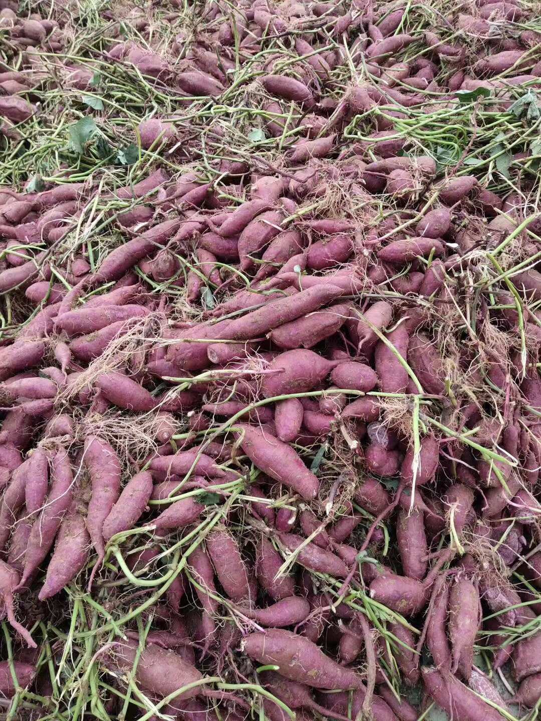 水洗或电商紫薯国内所有地区围着种植产地直供为一体采购销售模式