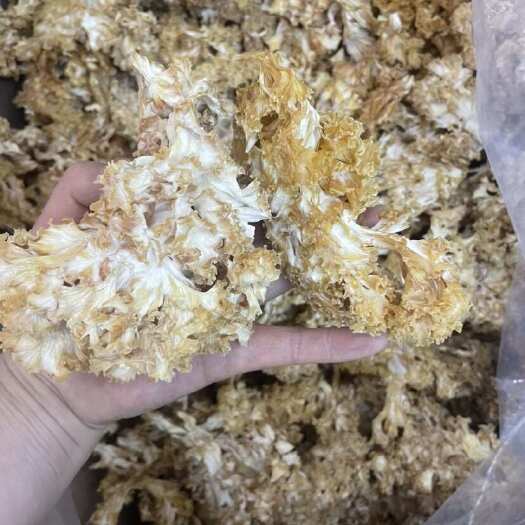 昆明绣球菇500克
