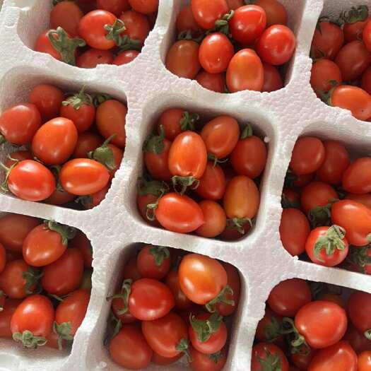 新鲜圣女果 西红柿 小柿子 小番茄樱桃 当季特产水果蔬菜