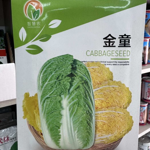 金童白菜种子中早熟黄心娃娃菜种籽小颗型白菜种子抗病强整齐度高