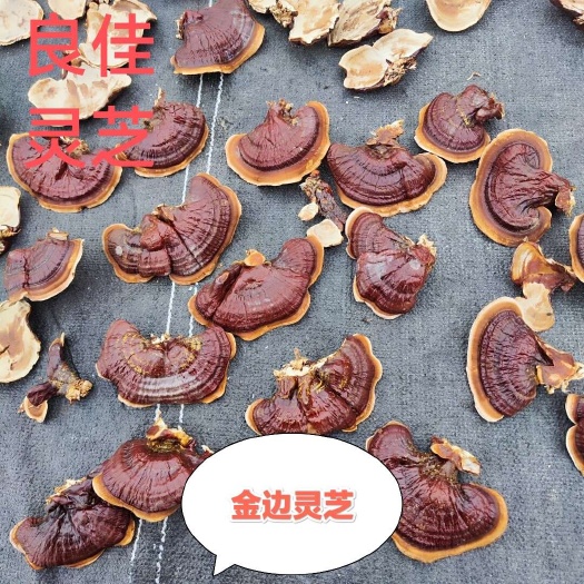 金边灵芝不苦产地直供小金边整枝紫灵芝林下灵芝煲汤泡茶