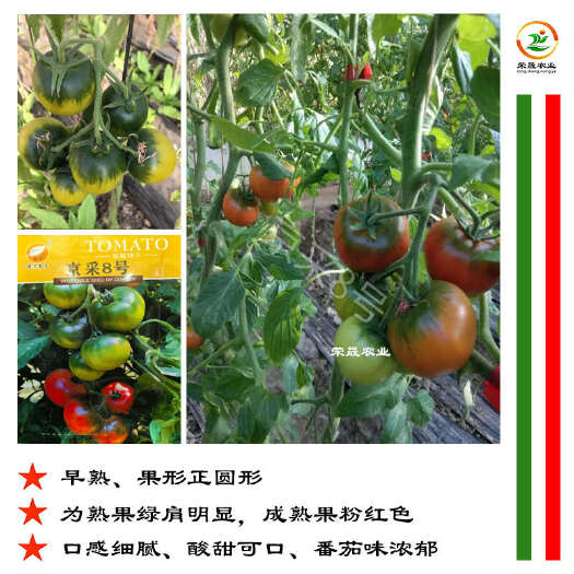 寿光市京采8号草莓番茄种子北京现代农夫绿肩浓口感好东北铁皮柿子种籽