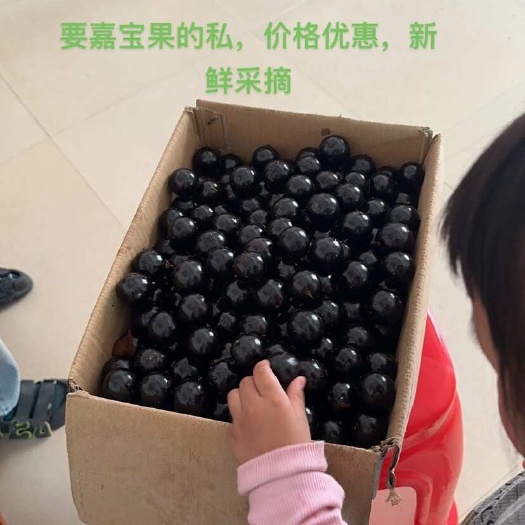 嘉宝果种子